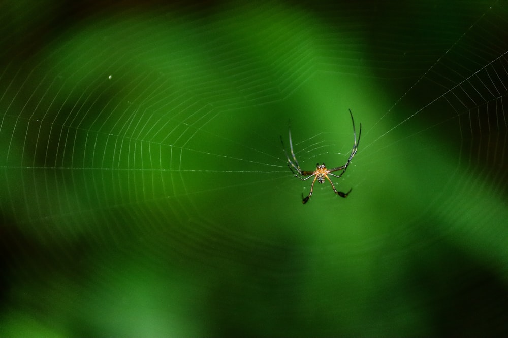 brown and black spider on web