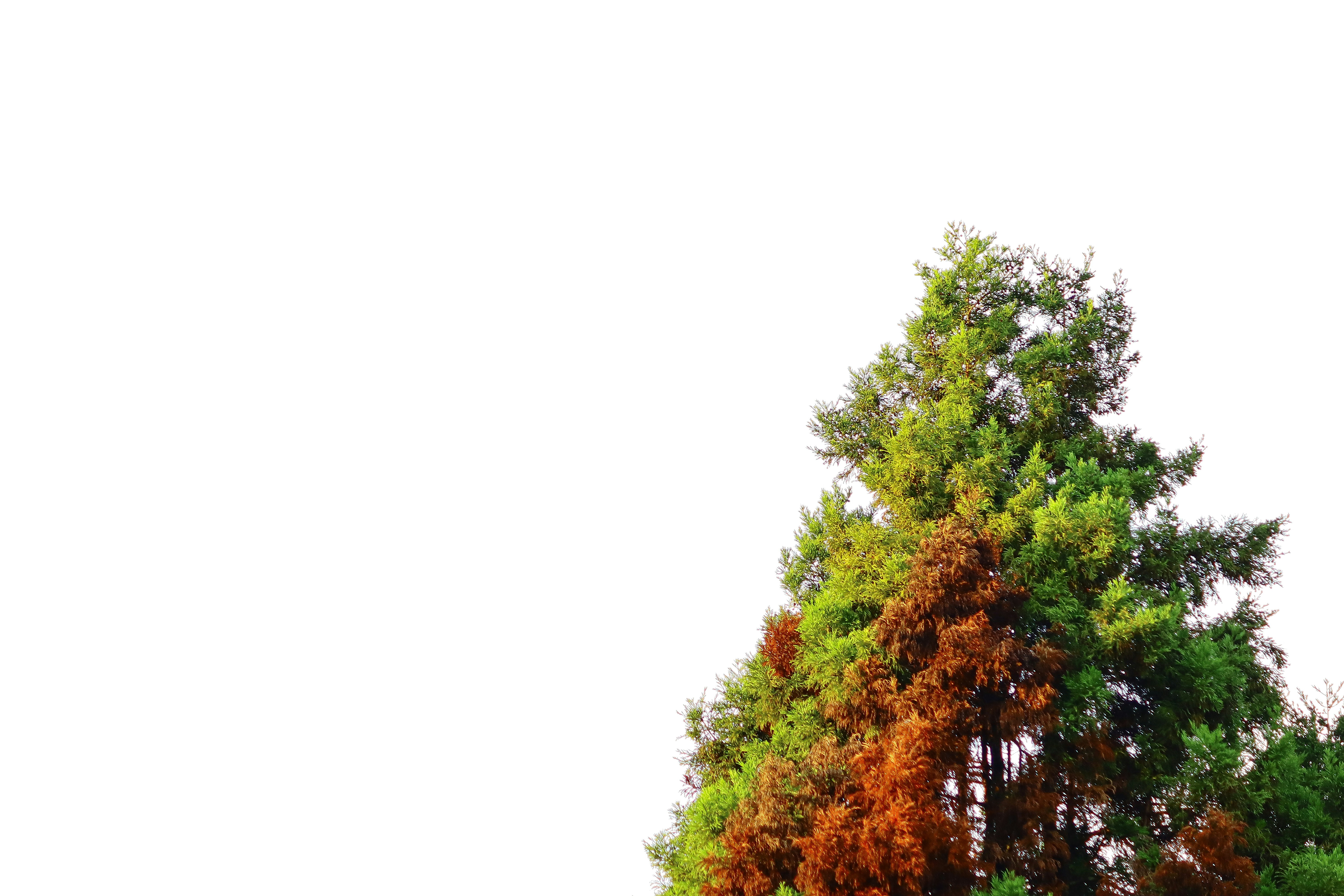 Photo by curry_magic02