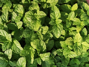 Pure Moringa Leaf Powder