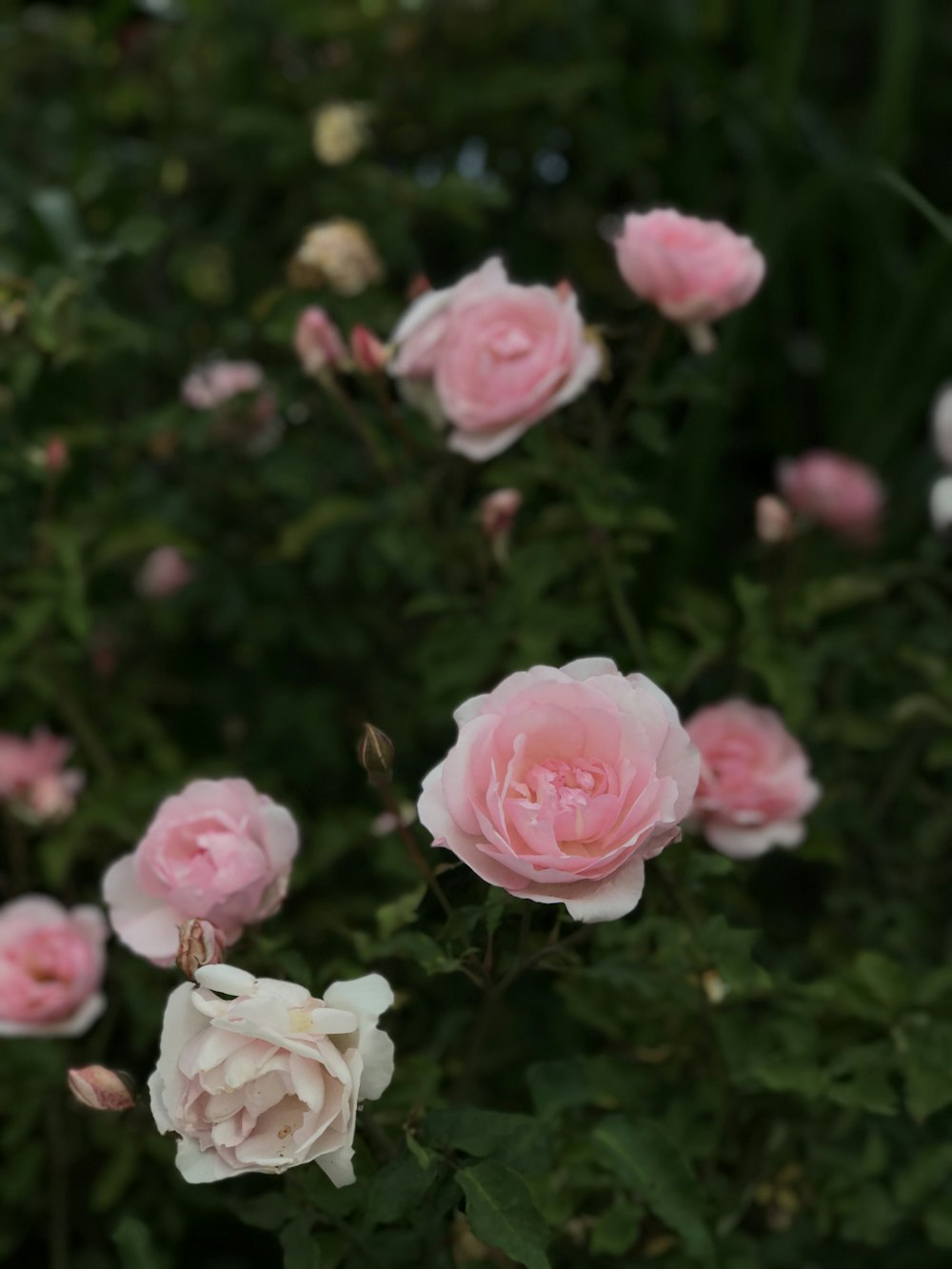 pink roses blooming at daytime