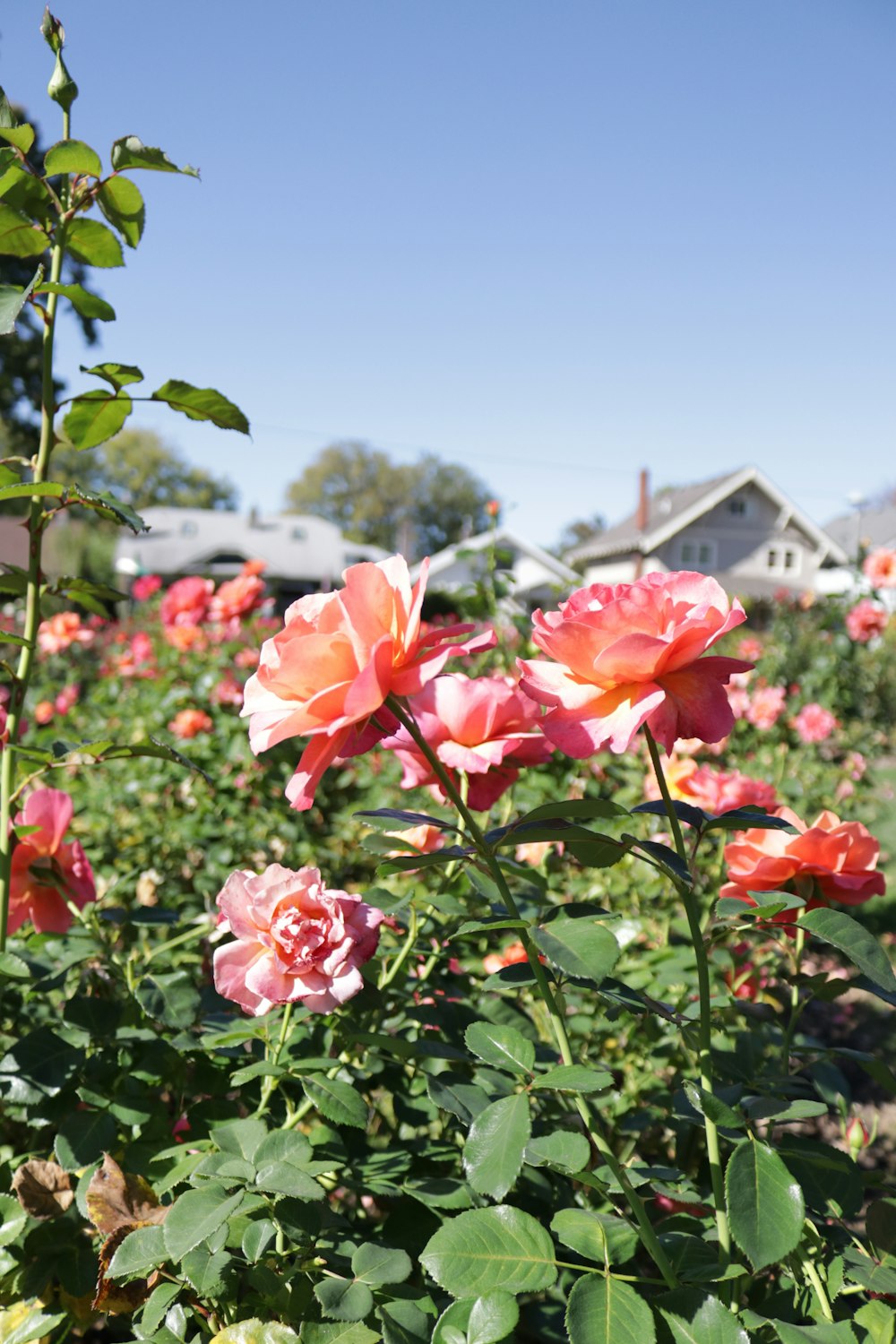 pink rose flower garden under blue clear sky