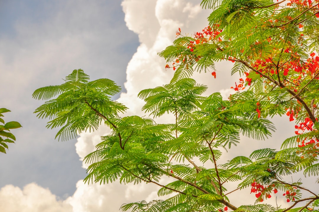 red flowers with green leaves