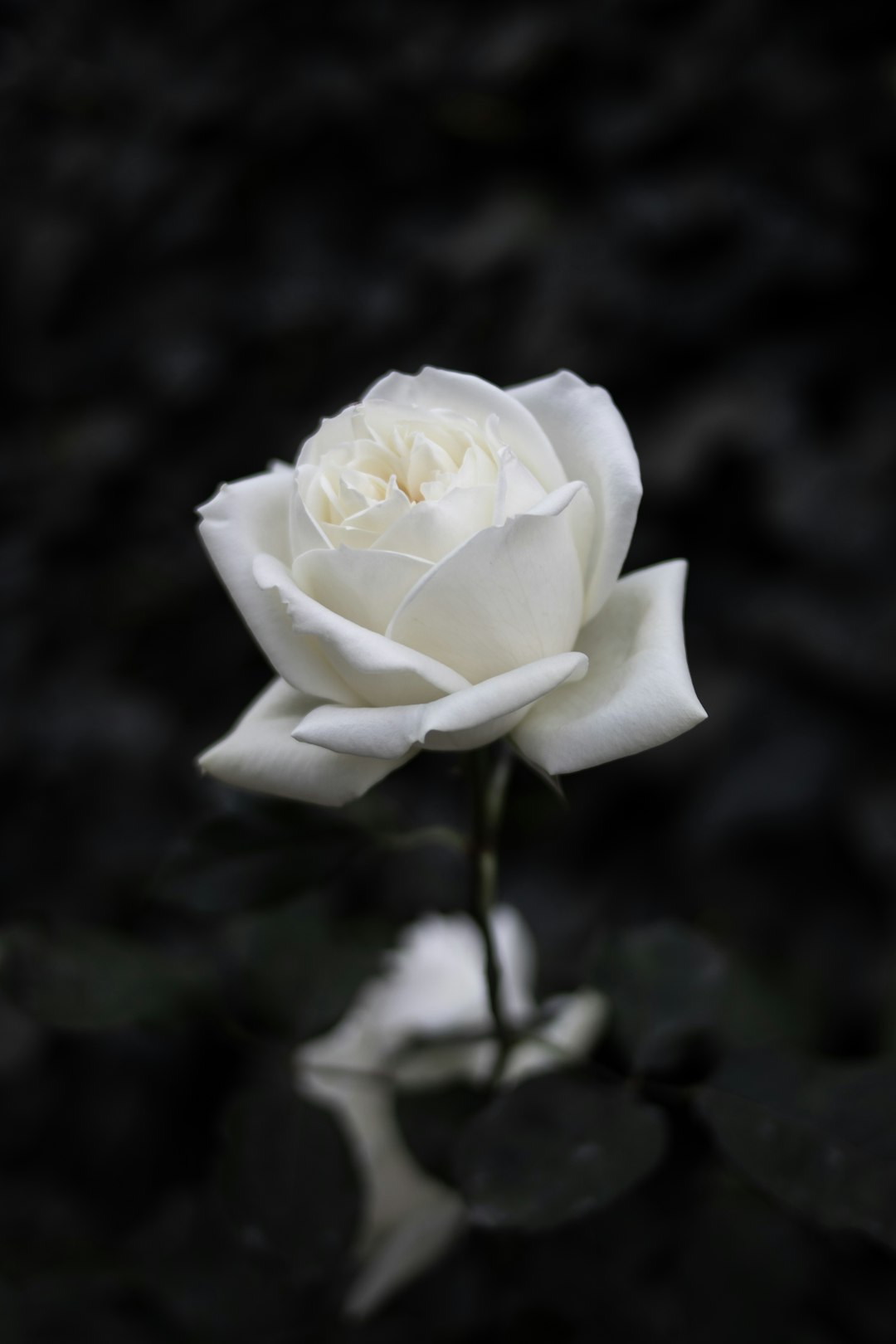 white rose selective focus