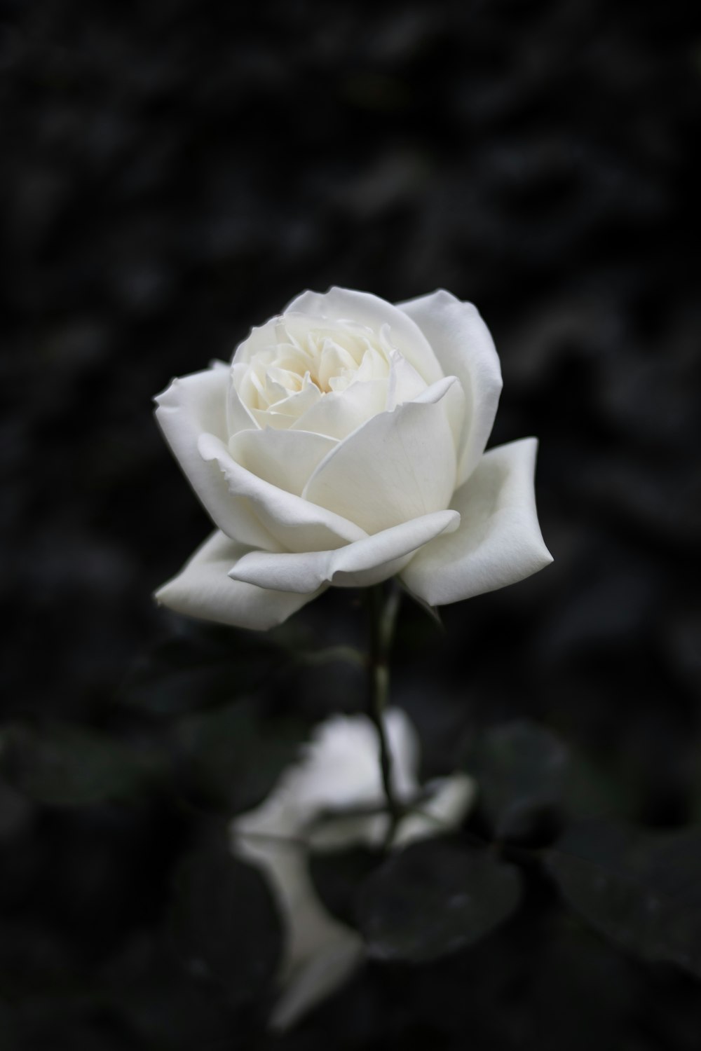 Rose Pictures Hd Download Free Images Stock Photos On Unsplash
