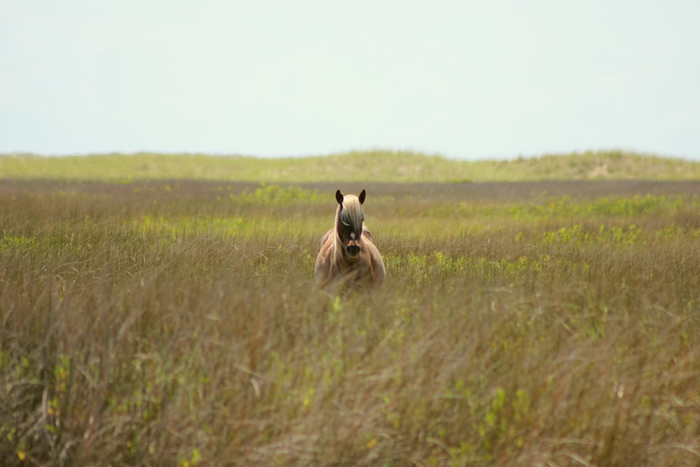 brown stallion horse in green field