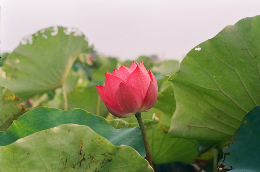 red flower near leaves