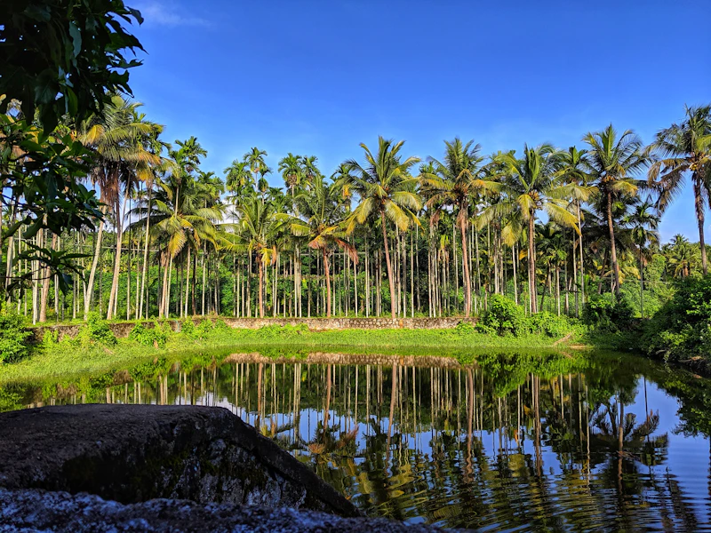 Coconut palms in a Kerala plantation