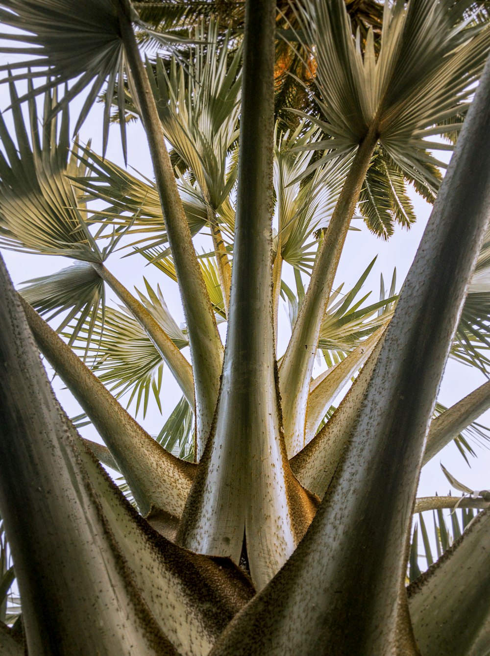 green palm tree