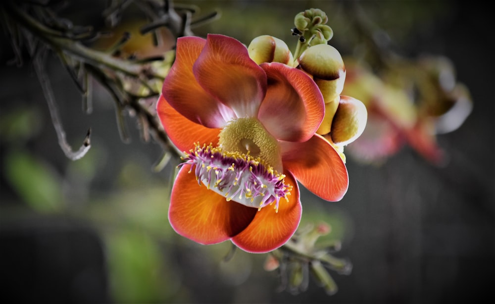 red-petaled flower on selective focus photography