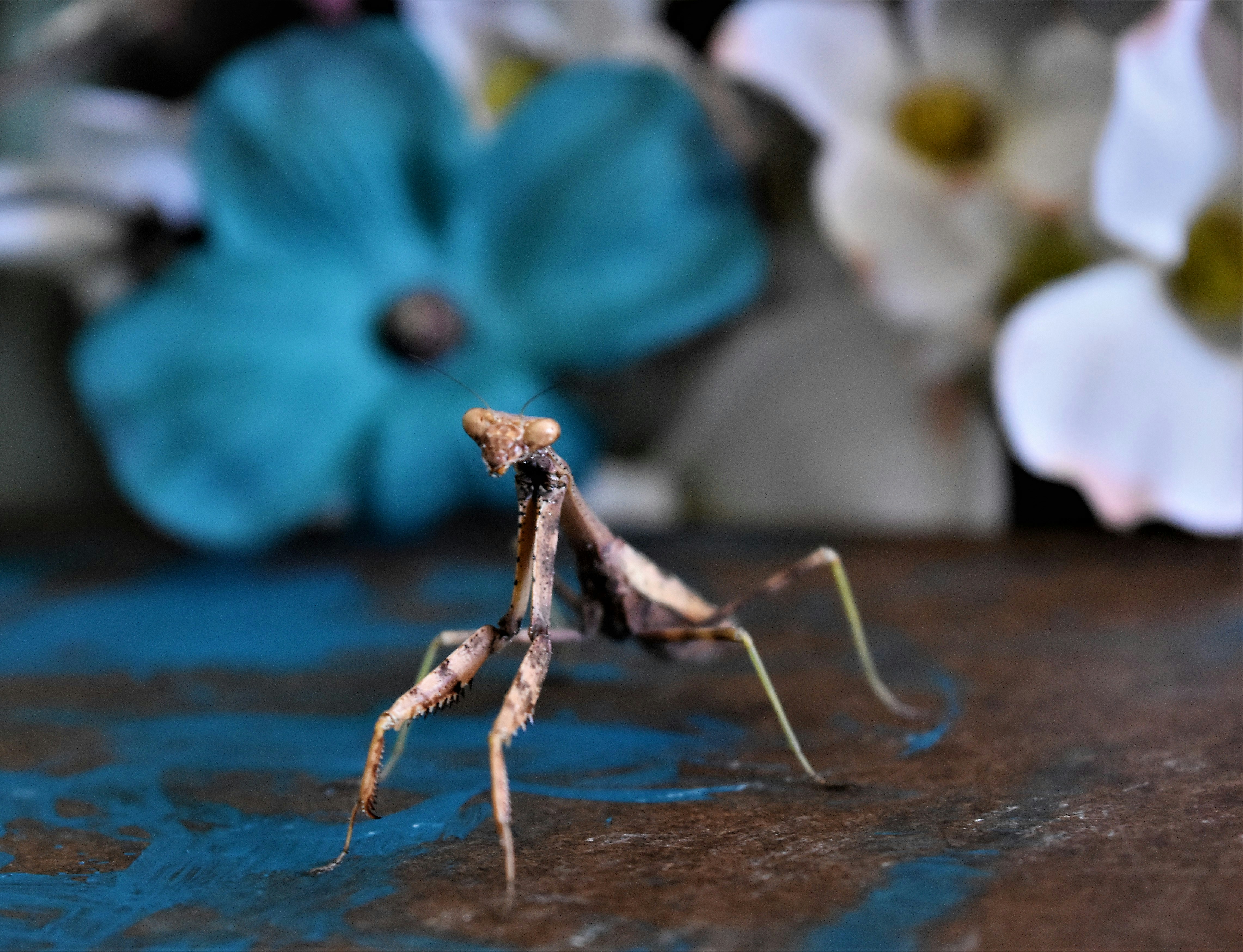 Praying Mantis
