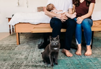 short-haired black cat