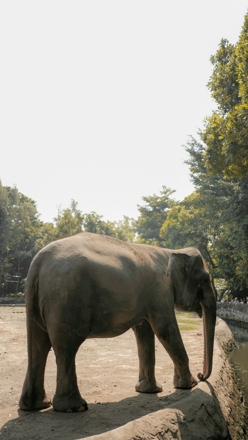 elephant near cliff