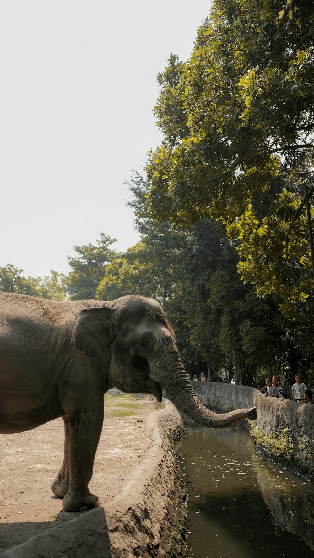 brown elephant across green trees