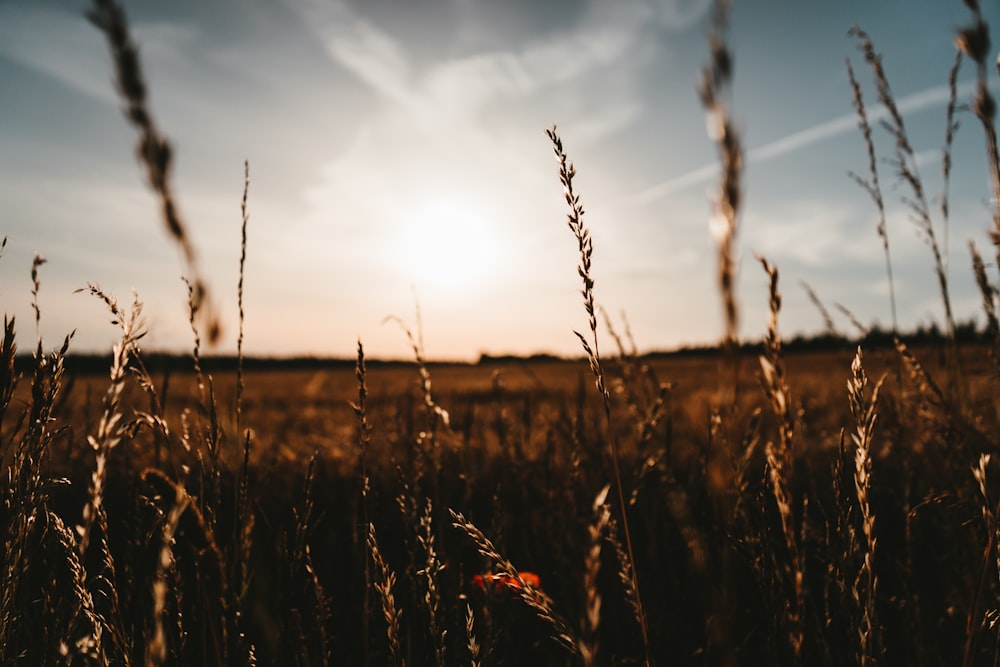 wheat field during daytime