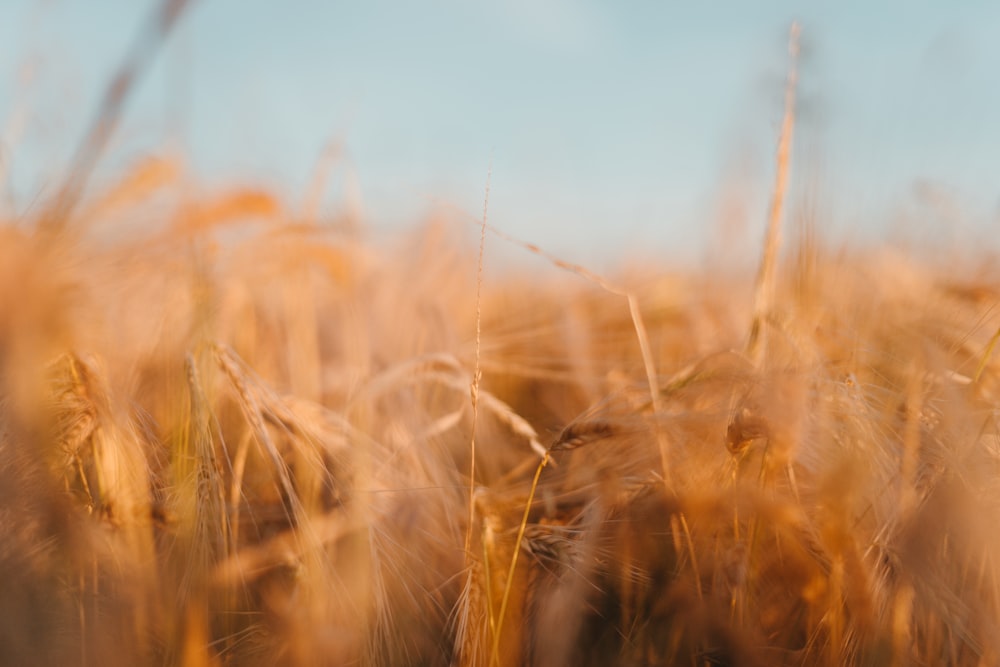 a close up of a field of wheat