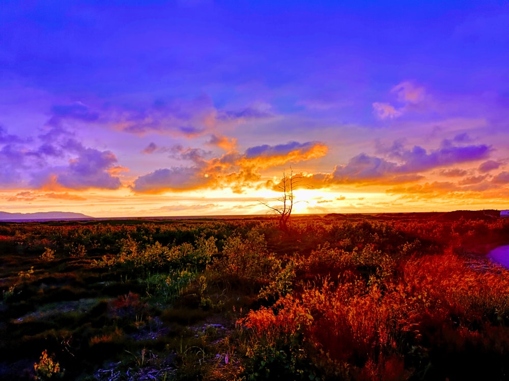 red plants during golden hour