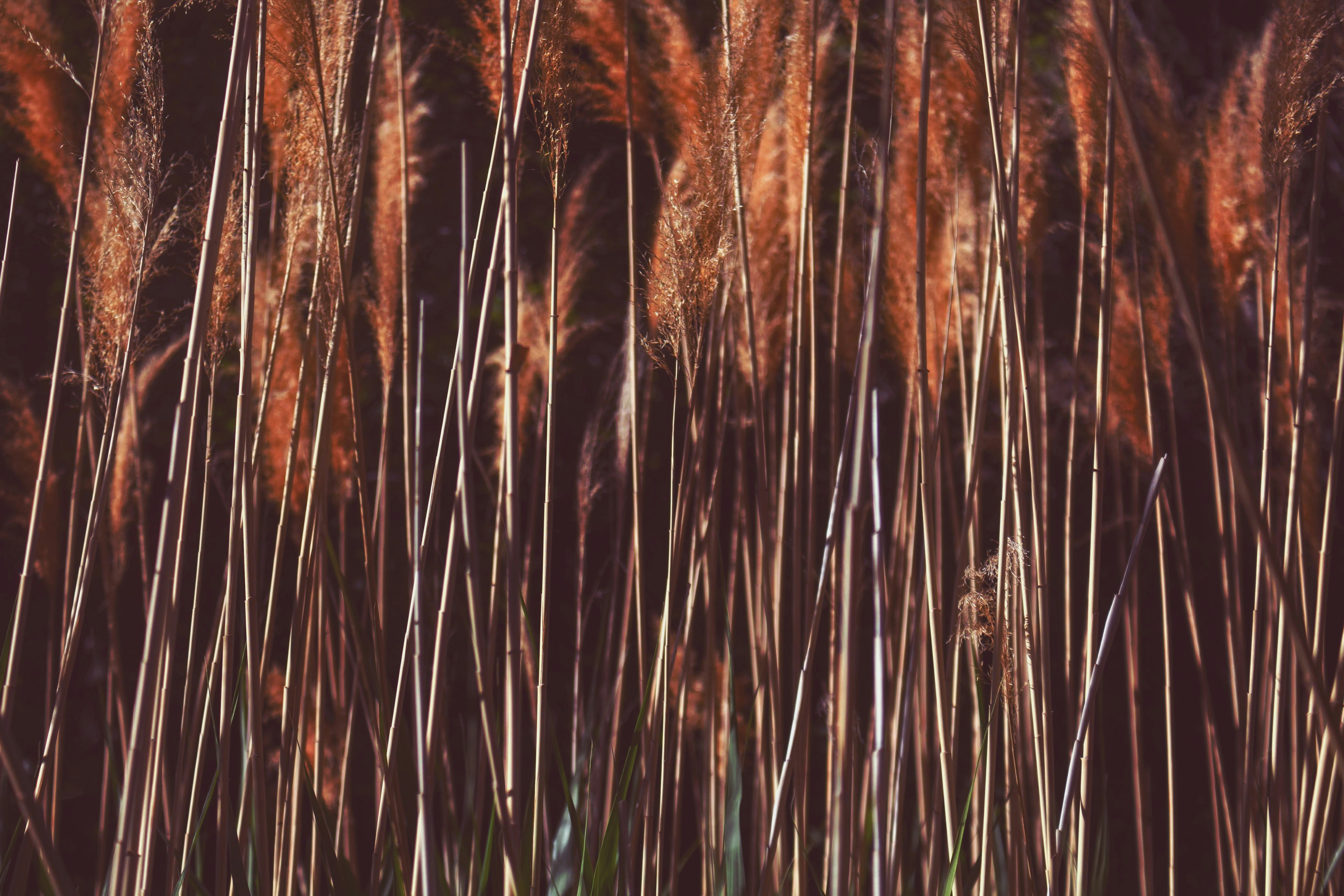 Photo by joshua_hoehne