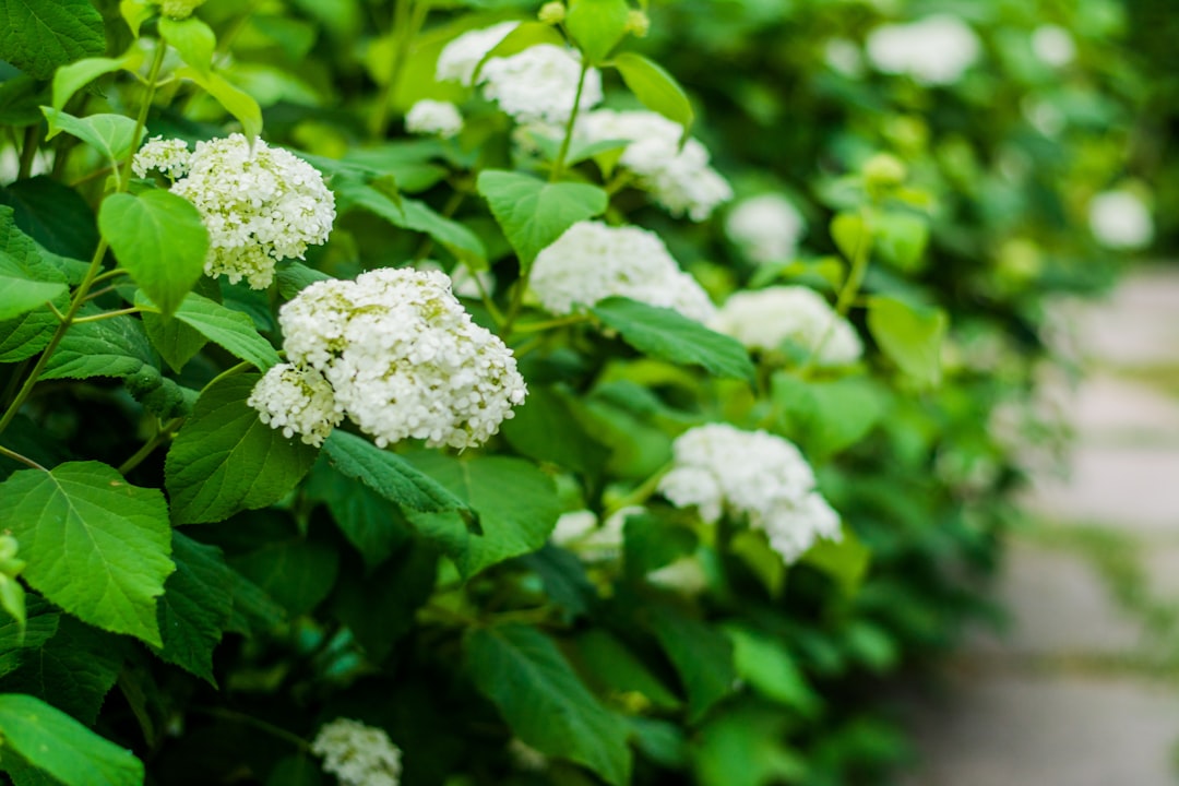 white flowering green outdoor plant
