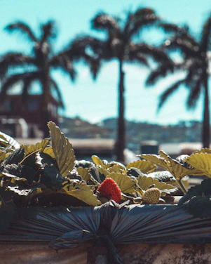A vibrant close-up of ripe strawberries growing under the warm Solana Beach sun.