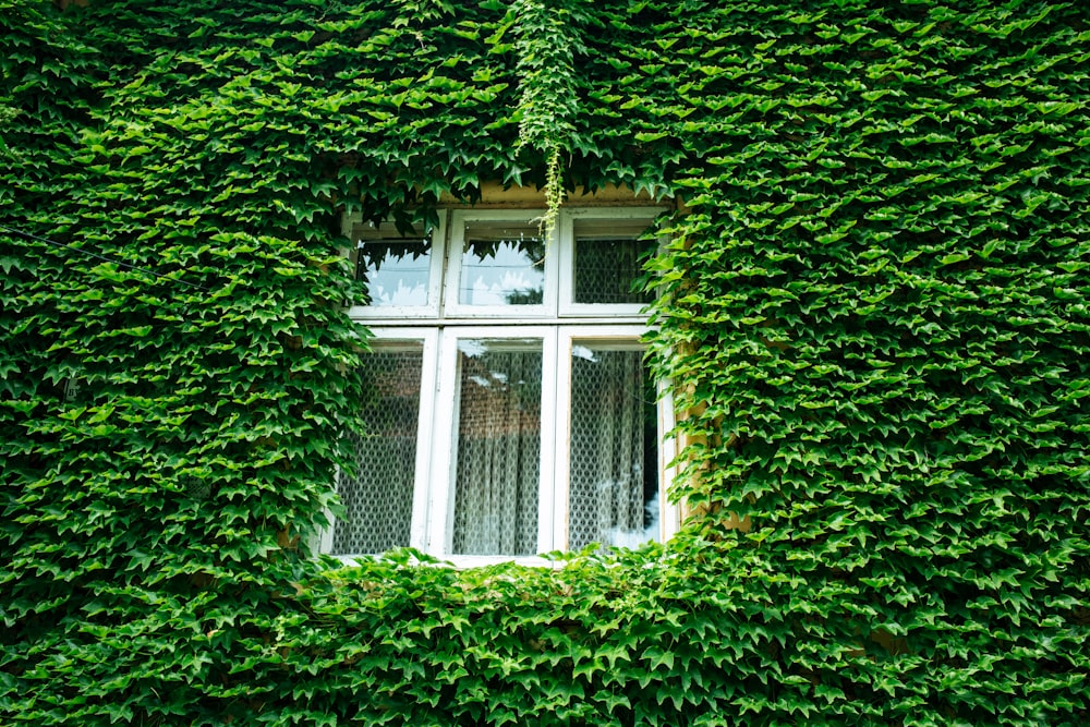 closed window and wall covered with green leaves