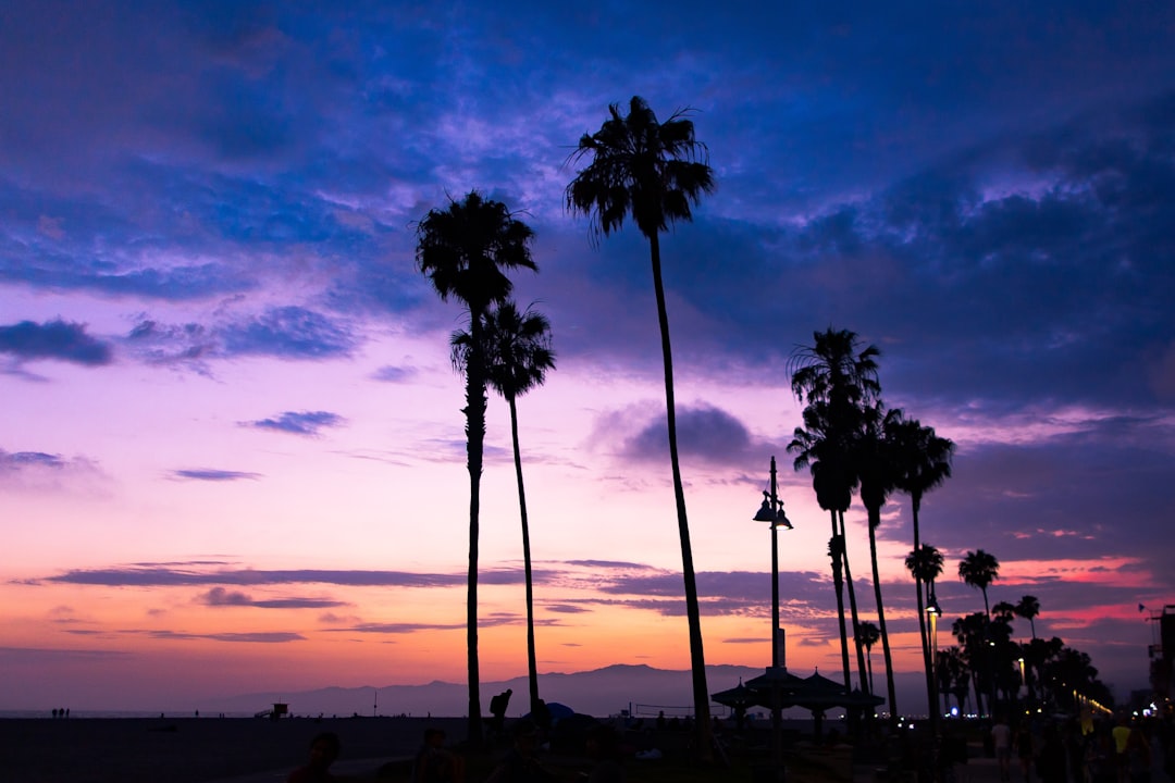 silhouette of coconut trees under cloudy sky during golden hour