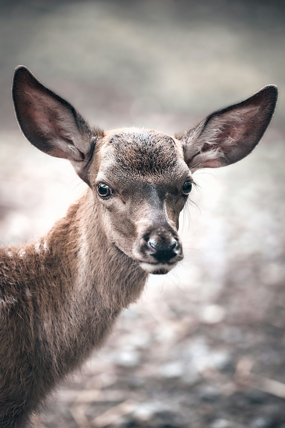 brown deer