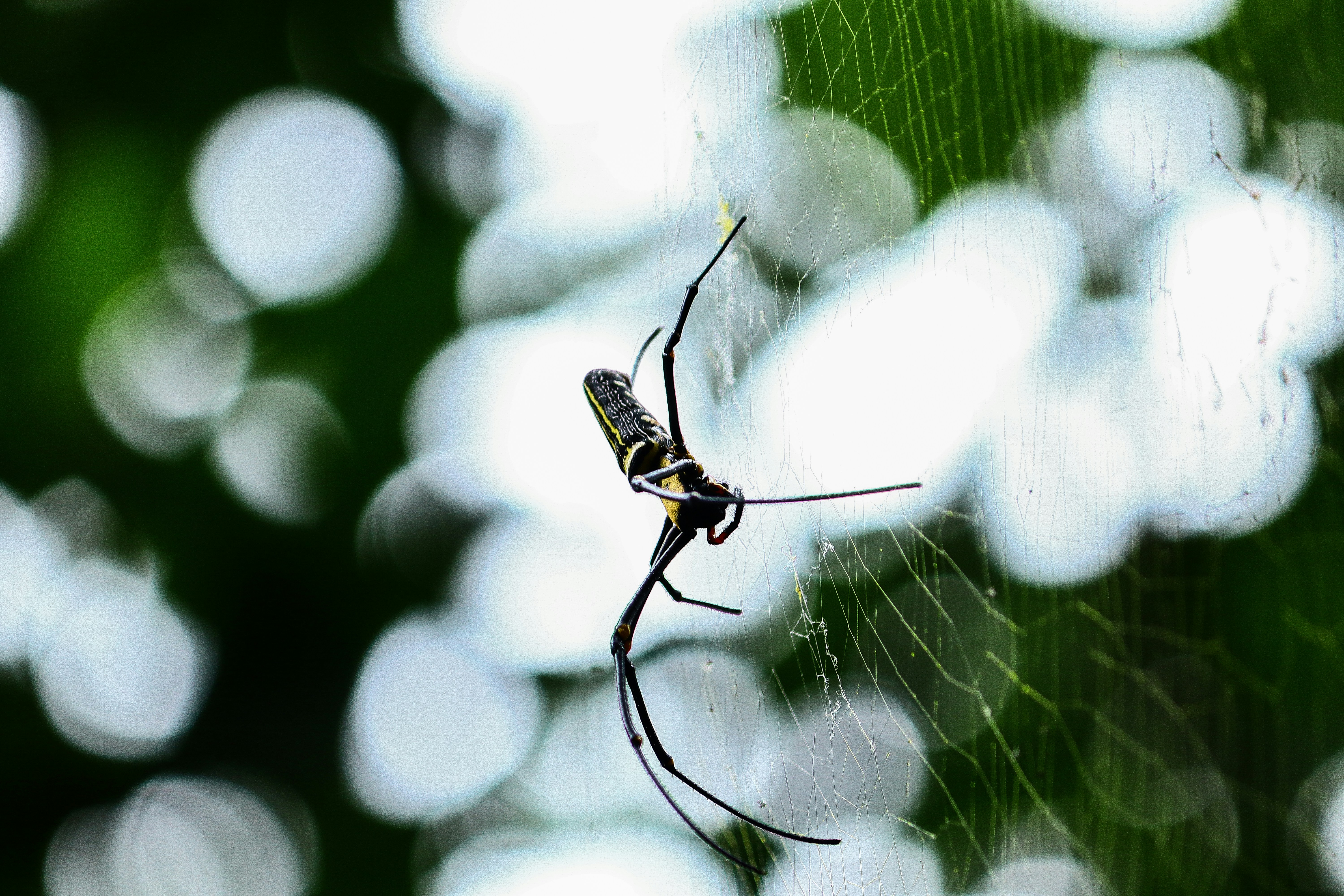 Photo by curry_magic02