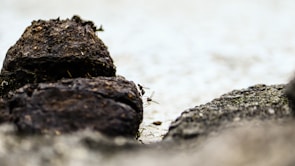 A pile of dark, textured material is situated on a rough, light-colored surface. A small insect, possibly a fly, is visible near the pile, creating a contrast in size and scale.