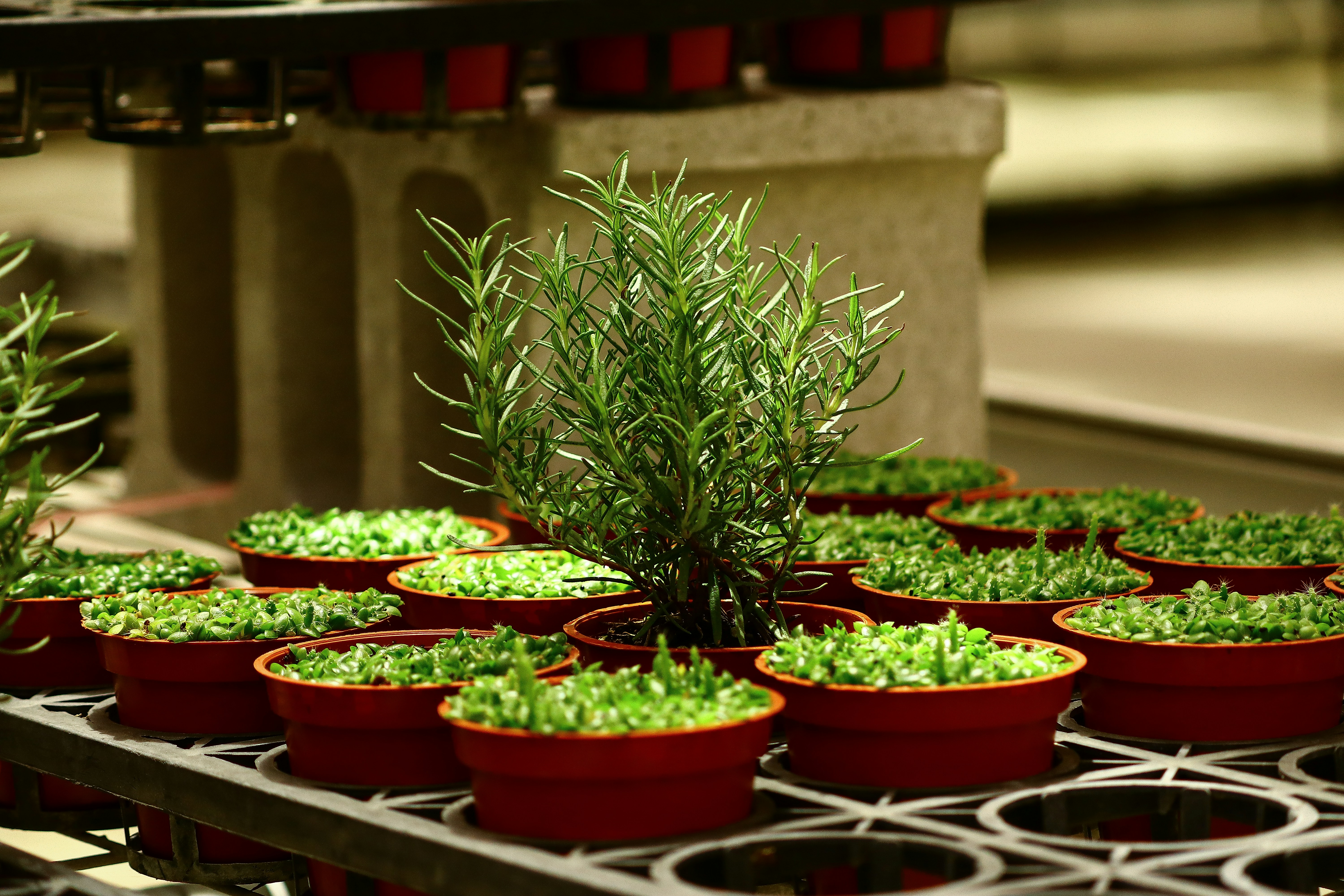 Organik Bitki Besinleri Seti