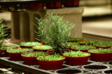 Rows of flourishing herbs growing in neat containers on a rustic wooden shelf.