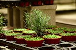 A cluster of small, red pots containing young green plants arranged on industrial metal shelves. The lighting highlights the vibrant greenery and the smooth texture of the pots. In the center, a taller plant stands out, suggesting a rosemary or similar herb.