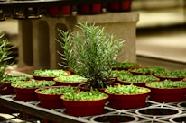 A cluster of small, red pots containing young green plants arranged on industrial metal shelves. The lighting highlights the vibrant greenery and the smooth texture of the pots. In the center, a taller plant stands out, suggesting a rosemary or similar herb.