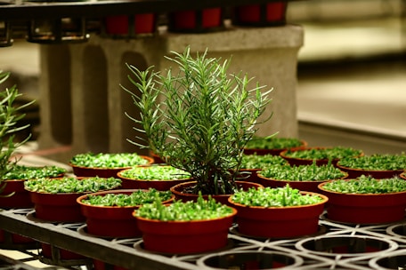 A cluster of small, red pots containing young green plants arranged on industrial metal shelves. The lighting highlights the vibrant greenery and the smooth texture of the pots. In the center, a taller plant stands out, suggesting a rosemary or similar herb.