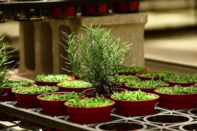 Rows of lush green potted herbs ready for sale on wooden shelves