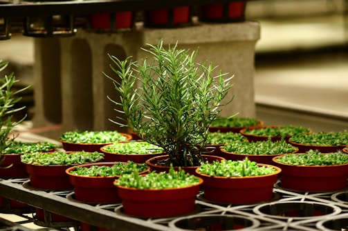 A cluster of small, red pots containing young green plants arranged on industrial metal shelves. The lighting highlights the vibrant greenery and the smooth texture of the pots. In the center, a taller plant stands out, suggesting a rosemary or similar herb.
