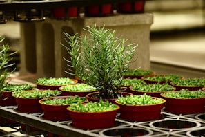 A cluster of small, red pots containing young green plants arranged on industrial metal shelves. The lighting highlights the vibrant greenery and the smooth texture of the pots. In the center, a taller plant stands out, suggesting a rosemary or similar herb.