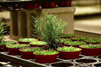 A cluster of small, red pots containing young green plants arranged on industrial metal shelves. The lighting highlights the vibrant greenery and the smooth texture of the pots. In the center, a taller plant stands out, suggesting a rosemary or similar herb.