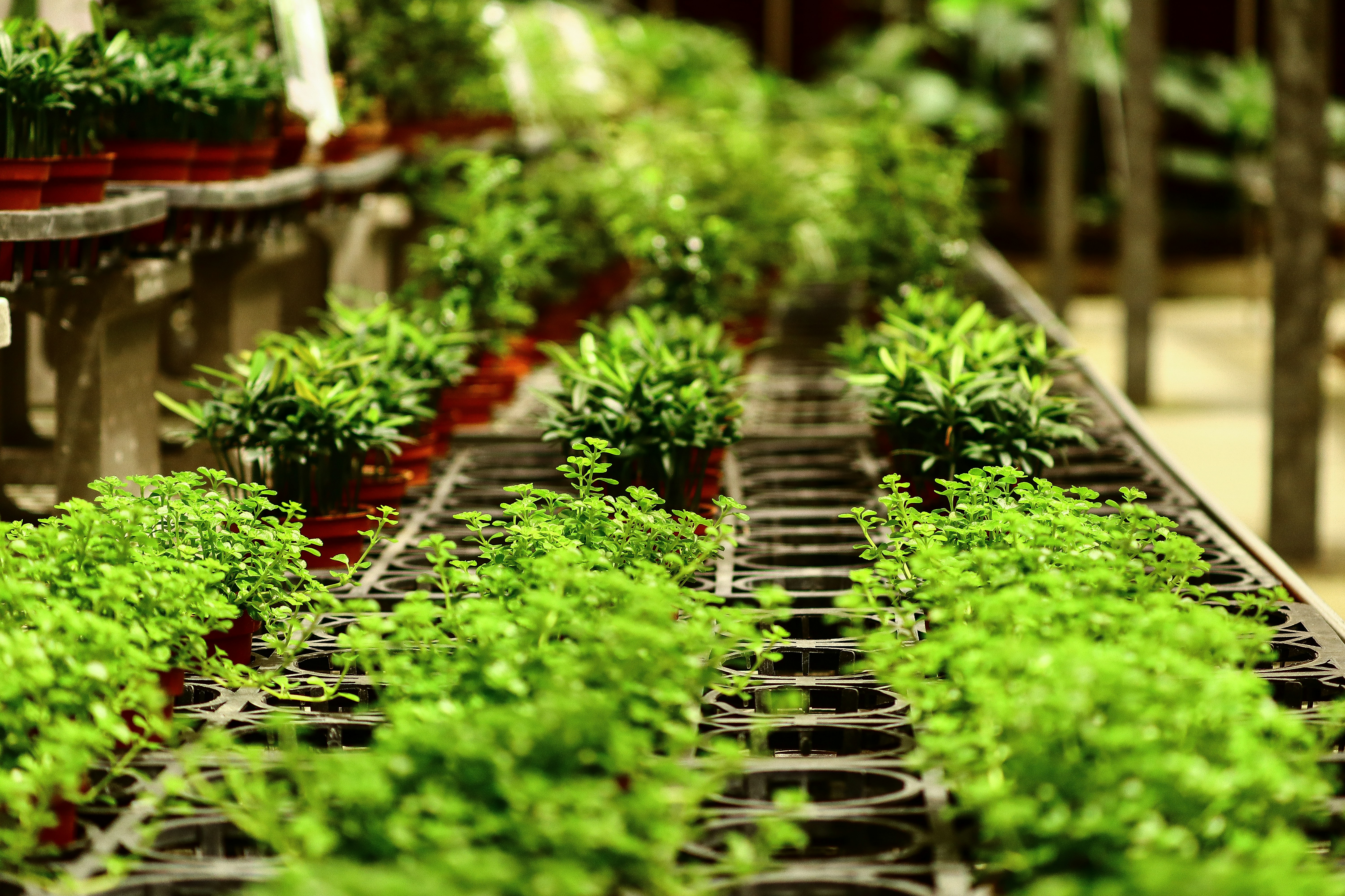 Photo by curry_magic02