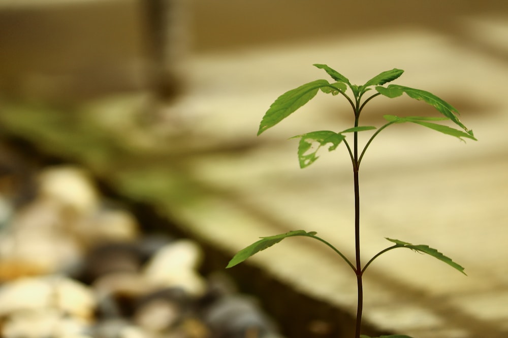 green-leafed plant