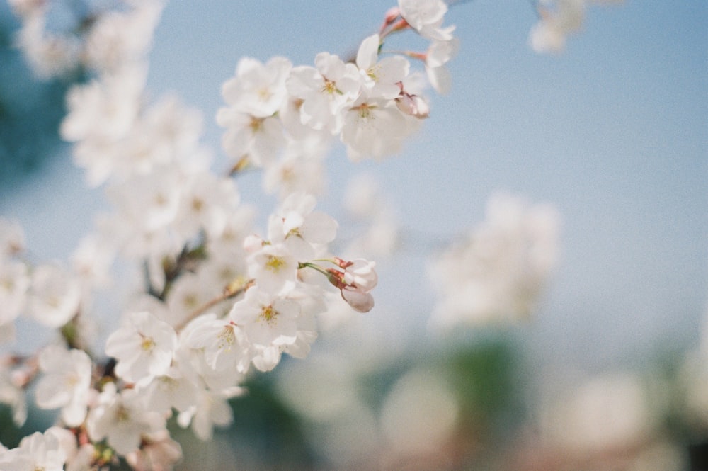 white-petaled flower