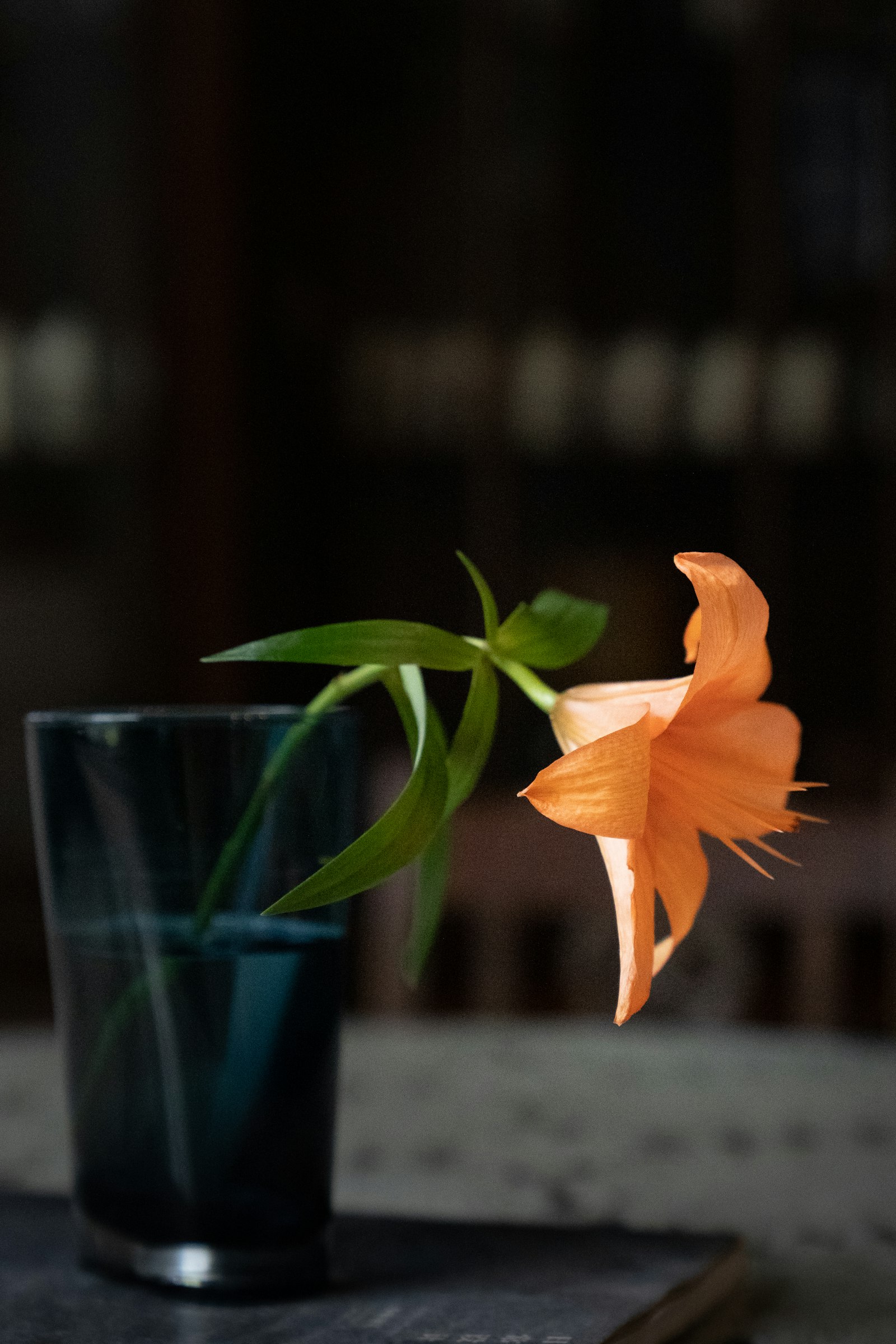Sony a7 III + Sony FE 24-70mm F2.8 GM sample photo. Orange petaled flower photography