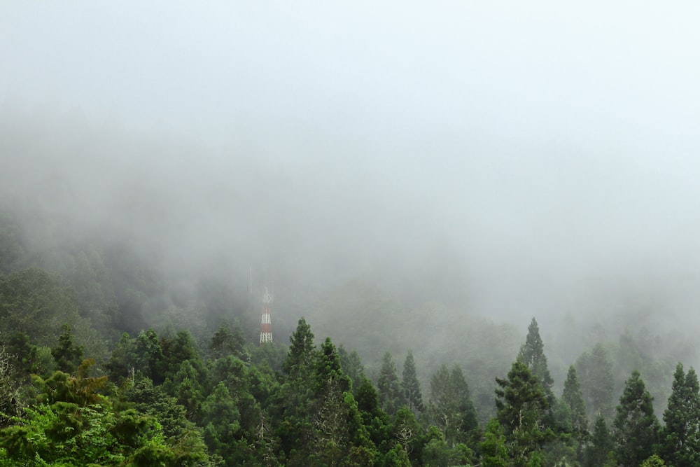 aerial view of trees