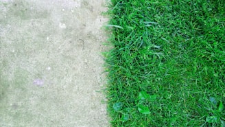 green grass beside gray concrete ground