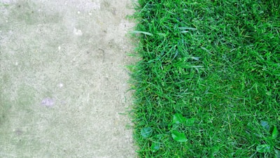 green grass beside gray concrete ground