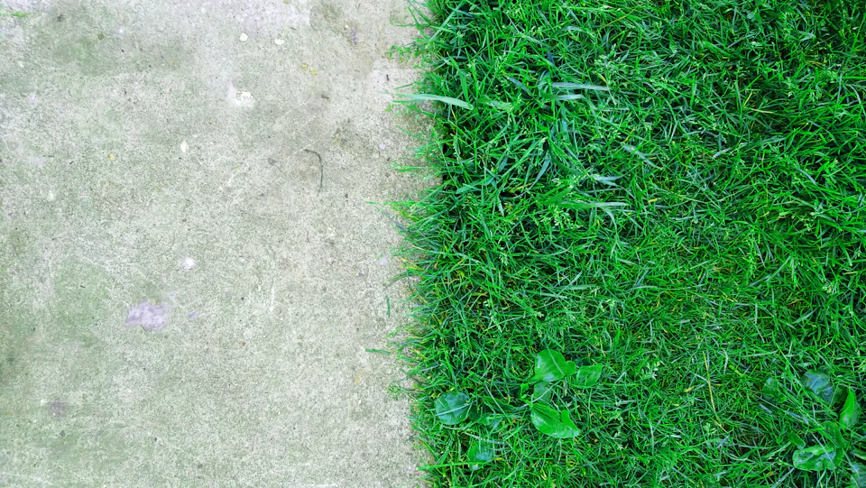 Close-up view of contrasting grass sections on concrete sidewalk and adjacent ground surface