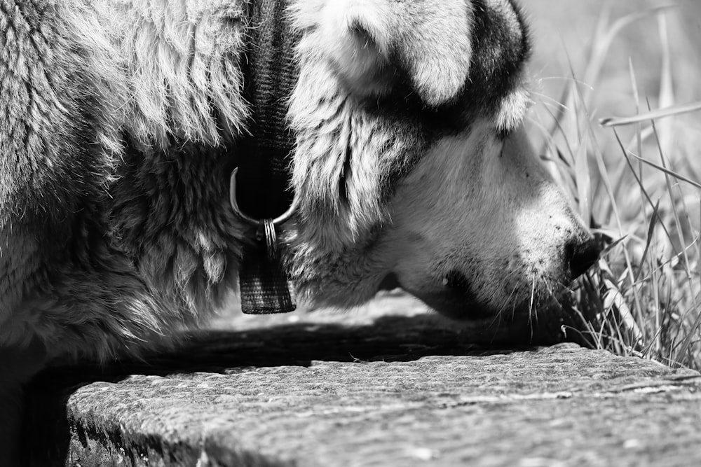 grayscale photography of dog smelling