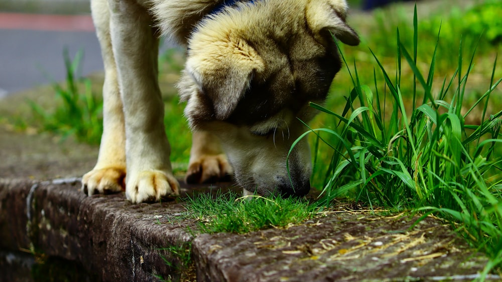 white and black dog walking on curb with grasses