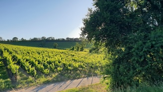 A vibrant vineyard showcasing lush grapevines under a clear blue sky.