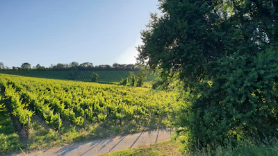 A sunlit vineyard in Slovakia with rows of grapevines stretching toward a clear blue sky.