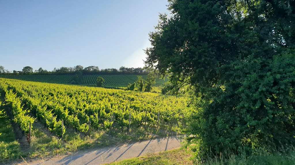 Vineyard Tour